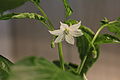 Hungarian wax peppers - flower of the pepper IMG 5434.JPG