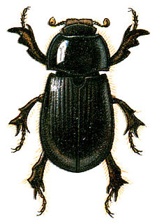 Hybosoridae Family of beetles