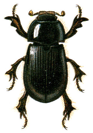 <span class="mw-page-title-main">Hybosoridae</span> Family of beetles