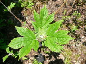 Hydrangea quericifolia1.jpg