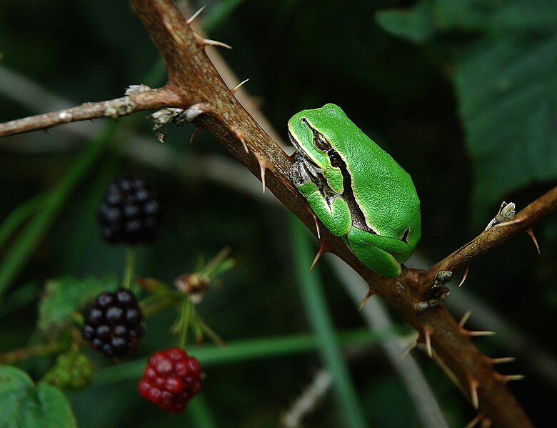 File:Hyla arborea L in Ukraine.jpg