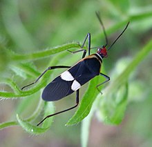 Hypselonotus atratus - Flickr - gailhampshire.jpg