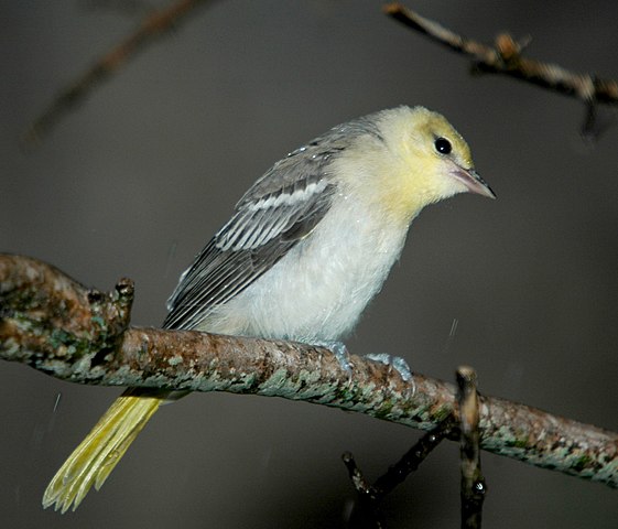 Scientists Say Oriole Hybridization Is a Dead End