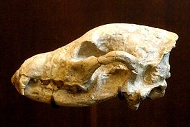 Ископаемый череп Ictitherium viverrinum