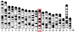 Ideogram house mouse chromosome 12.svg