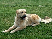 A Basque Shepherd Dog Iletsua1.jpg