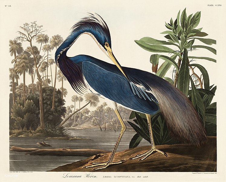 File:Illustration from Birds of America (1827) by John James Audubon, digitally enhanced by rawpixel-com 217.jpg