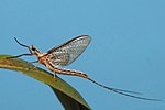 Miniatura para Ephemeroptera