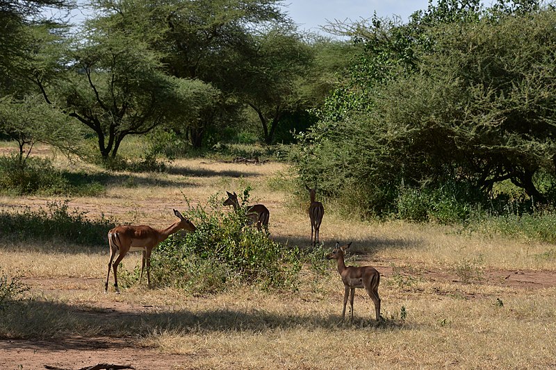 File:Impala, Lake Manyara National Park (28503945641).jpg