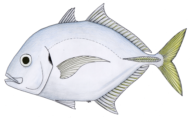 Imposter trevally - Wikipedia