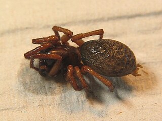 <i>Inermocoelotes</i> Genus of spiders