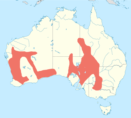 Inland dotterel.png