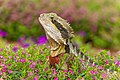 * Nomination Close-up of Eastern Water Dragon (Intellagama lesueurii) taken in Roma Street Parklands, Brisbane. Queensland, Australia.Bald white guy 21:07, 1 May 2019 (UTC) * Promotion Good quality. --Cvmontuy 21:29, 1 May 2019 (UTC)