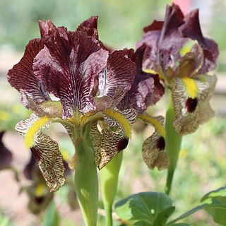 <i>Iris paradoxa</i> Species of plant