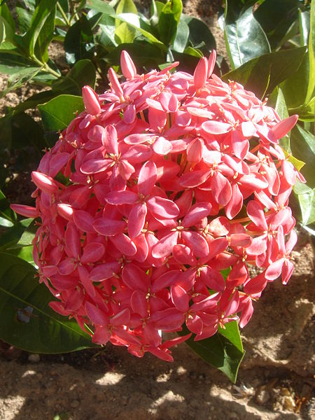 File:Ixora.JPG