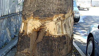Trunk with spibes cut to avoid injures