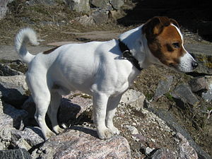 https://upload.wikimedia.org/wikipedia/commons/thumb/c/ca/Jack_Russell_Terrier2.jpg/300px-Jack_Russell_Terrier2.jpg