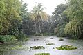 Le Jardin botanique de Deshaies, sous la pluie.