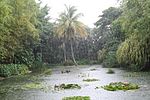 Vignette pour Jardin botanique de Deshaies