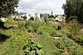 Pont-Croix : jardin partagé (jardins familiaux du Goyen) 4.