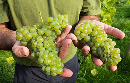 Javier shows part of the grape harvest in his Lysekil vineyard