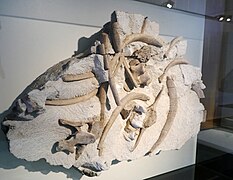 Joanneum Naturkundemuseum Seekuh Retznei.jpg