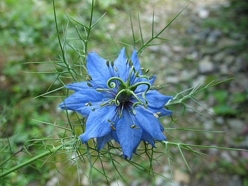 Jungfer im Grünen (Nigella damascena), Deutschland, Hessen