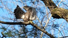 Cooper's hawk - Wikipedia