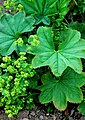 Kahler Frauenmantel (Alchemilla glabra)