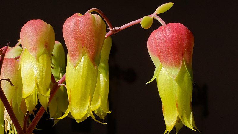 File:Kalanchoe poincarei Einzelblüten Deutschland.jpg