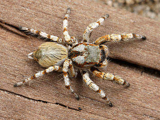 <i>Habronattus amicus</i> Species of spider
