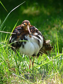 Male in breeding plumage seen from front, showing the brown neck collar, white underparts, and flanks blotched with black