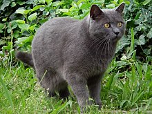 Kater – Wiktionary