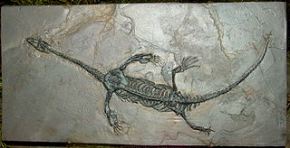 <i>Keichousaurus</i> Extinct genus of reptiles