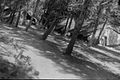 Palmach camp at Kfar Giladi. 1948