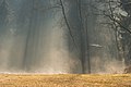 English: Shooting stand in morning mist Deutsch: Hochsitz im Morgendunst