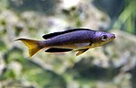 Miniatura para Cyprichromis microlepidotus