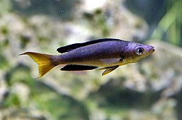 Cyprichromis microlepidotus