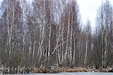 Komarove Starovyzhivskyi Volynska-Ozeryshche nature reserve-Betula pubescens.jpg