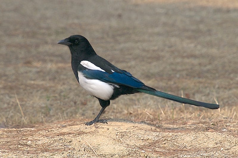 File:Korean magpie in Daejeon (side profile).jpg