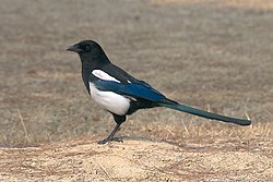 Korean magpie