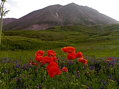 Հայկական Պար