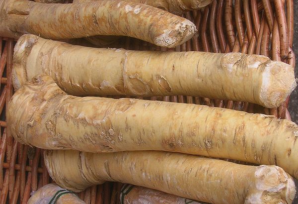 Sections of roots of the horseradish plant