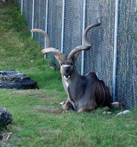 File:Kudu who? (2910404784).jpg