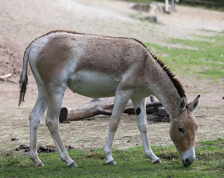 File:Kulan Equus hemionus kulan Tiergarten-Nuernberg-2.jpg