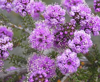 <i>Kunzea recurva</i> Species of shrub