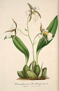 plate 30 Odontoglossum ehrenbergii Rhynchostele ehrenbergii