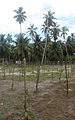 Culture de vanille à La Digue