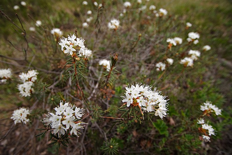 File:Labrador tea I 551350802.jpg