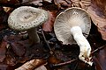 !Lactarius blennius!